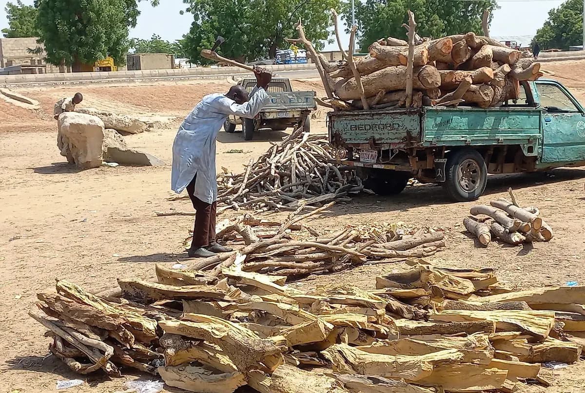 Desertification and deforestation pressure across Borno drylands