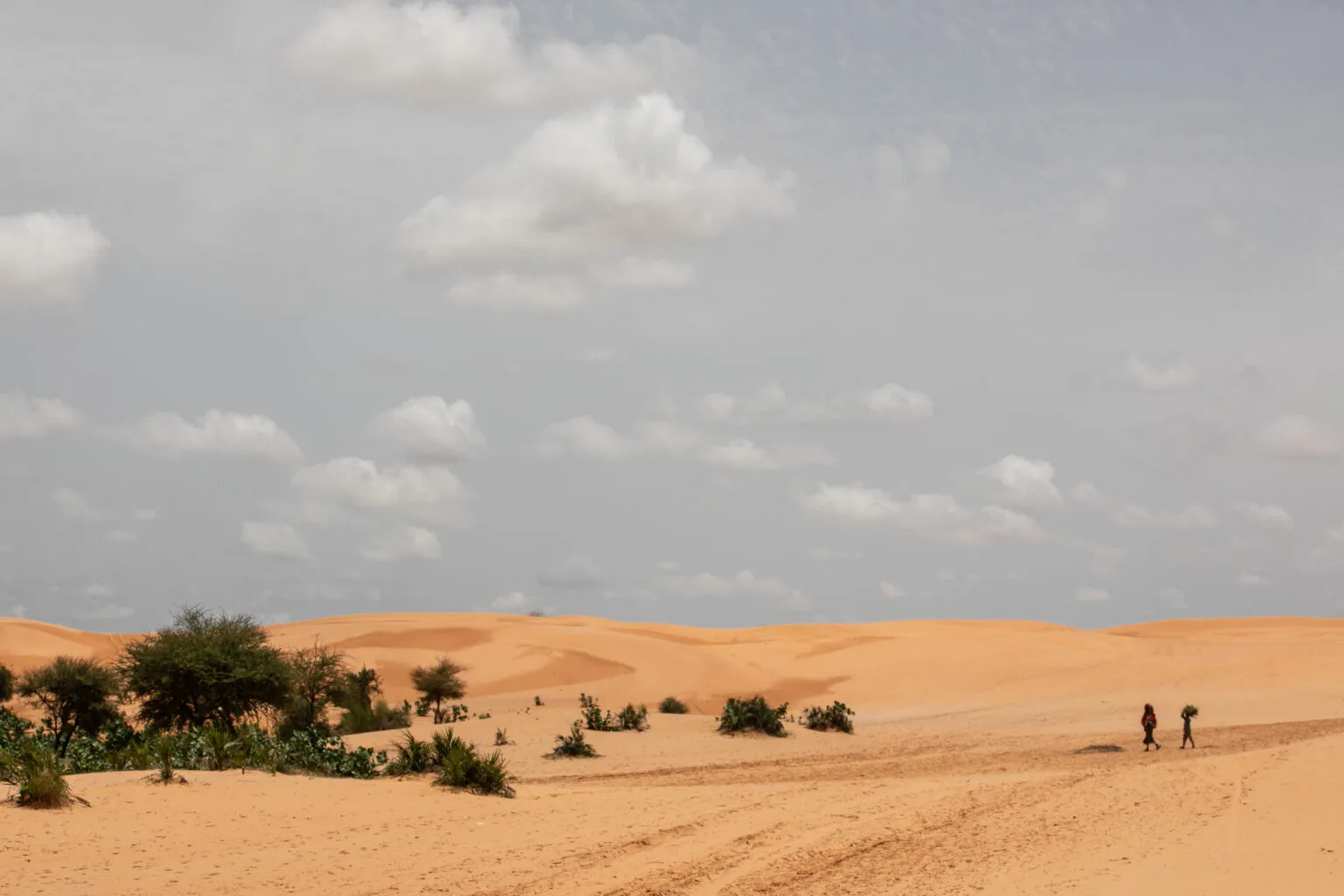 Desertification and sand encroachment across Yobe frontline communities