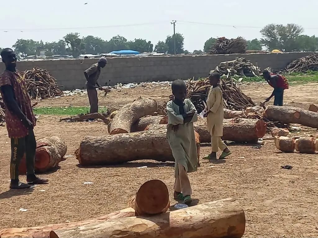 Desertification and deforestation pressure across Borno drylands photo 2